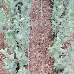 Heavy Duty Plant Trellis Net for Climbing Plants Fruits Flowers