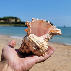 Natural Large Conch Shell for Aquarium Decor