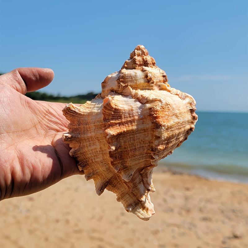 Natural Large Conch Shell for Aquarium Decor