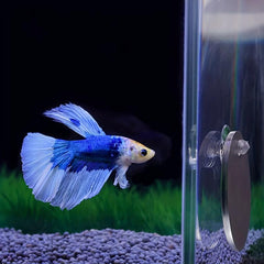 Circle Fish Exercise Mirror Double Sided Aquarium Training Mirror