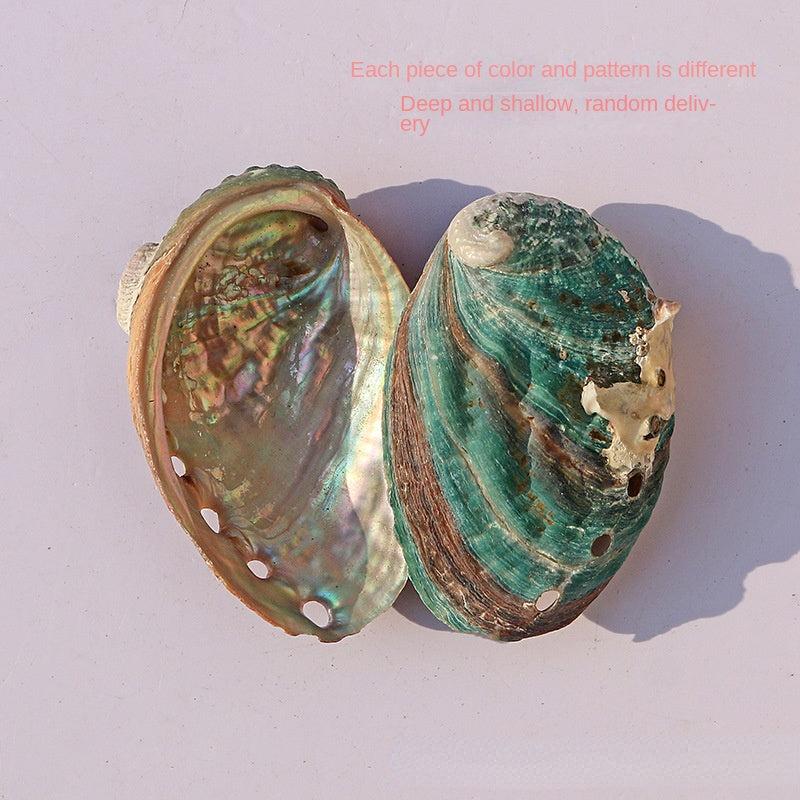 Abalone Shell Conch Shell Aquarium Decoration