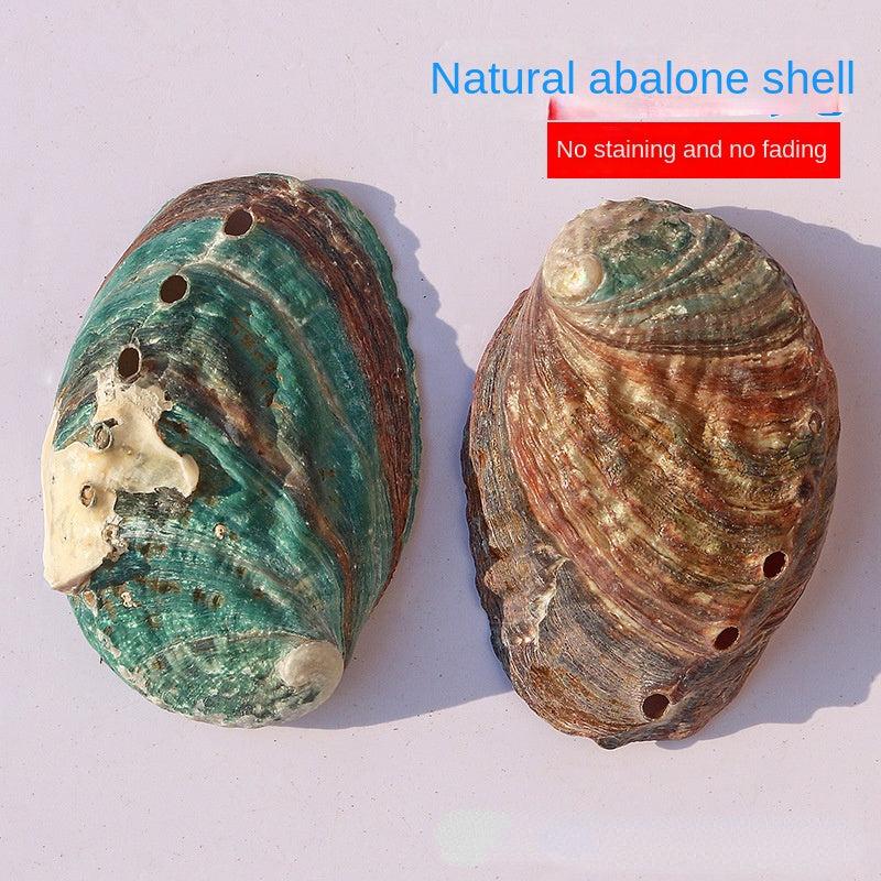 Abalone Shell Conch Shell Aquarium Decoration