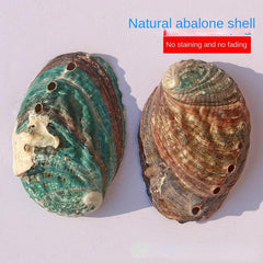 Abalone Shell Conch Shell Aquarium Decoration