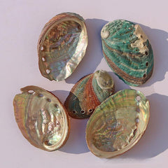 Abalone Shell Conch Shell Aquarium Decoration