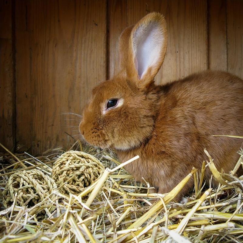 4 Pcs Small Animal Chew Balls Toy Rolling Activity Balls Bunny Treat Grass Ball