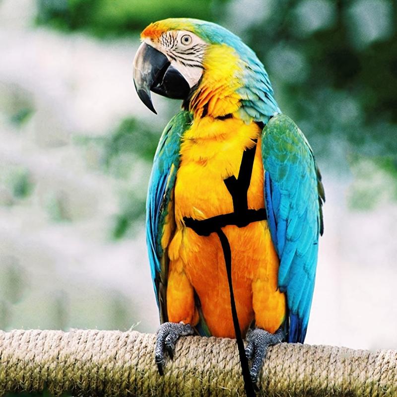 Adjustable Pet Parrot Leash & Harness - Bird Harness For Flying - Traction Rope