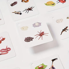 Educational Animal & Plant Life Cycle Deck - Kids Learning