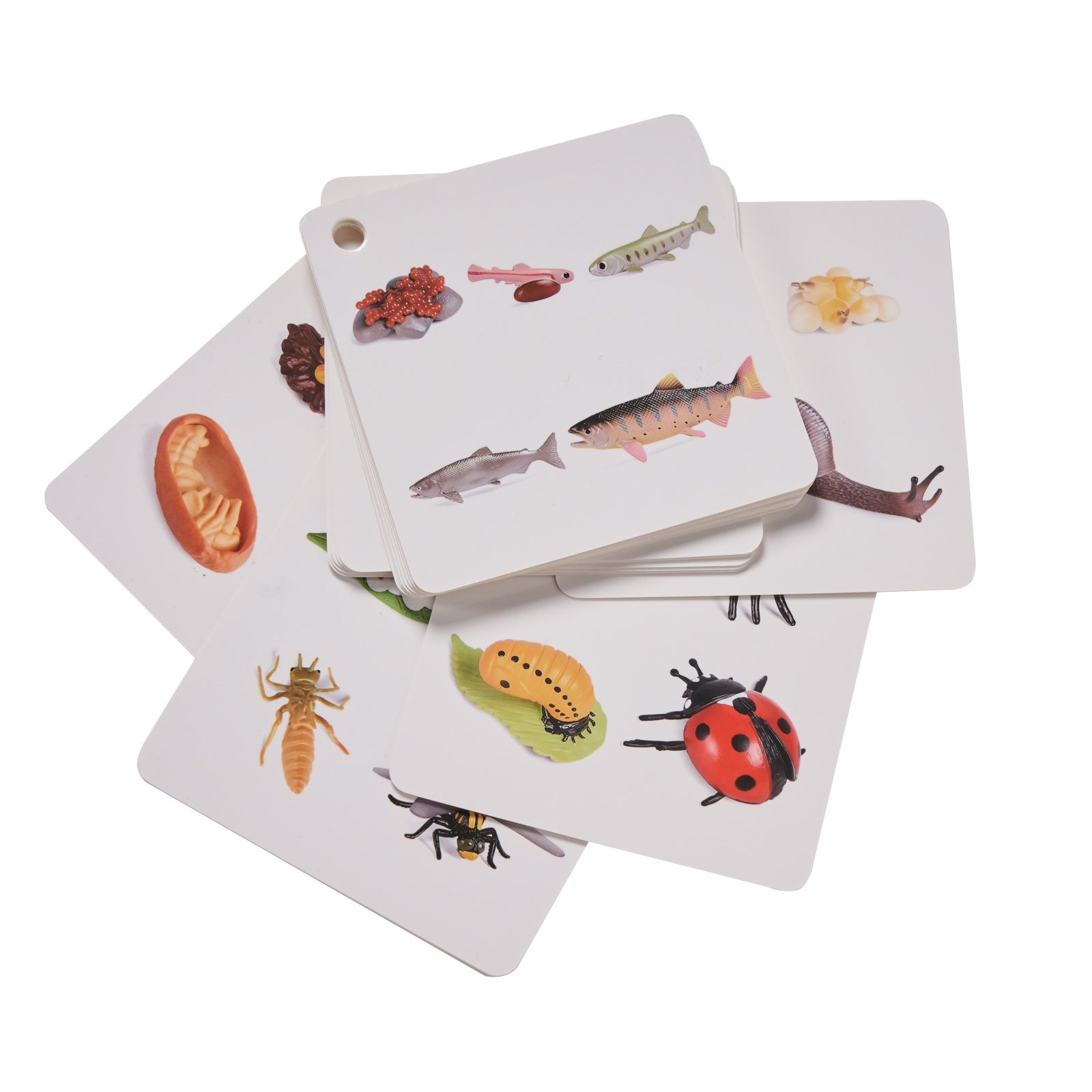 Educational Animal & Plant Life Cycle Deck - Kids Learning