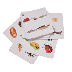 Educational Animal & Plant Life Cycle Deck - Kids Learning