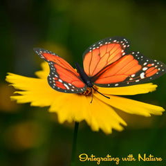 10pcs Orange Artificial Butterfly Wall Wedding Decorations