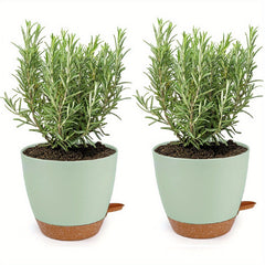 2 Self Watering Pots for Indoor Plants 20-32cm - Modern African Violet Pots