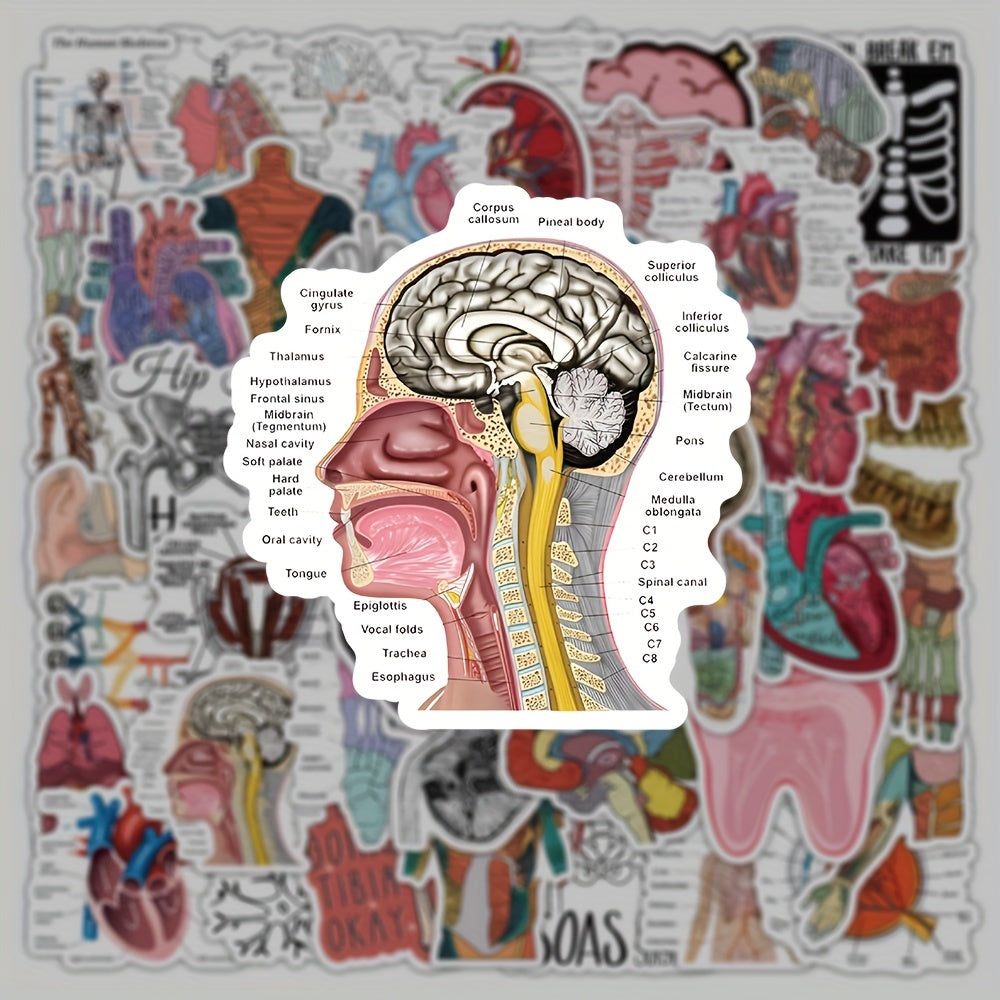 50 100 Pack Human Anatomy Medical Decals Self Adhesive PVC Wall Safe Decor