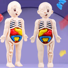 Montessori 3D Puzzle Human Body Anatomy Model Educational Learning Toy