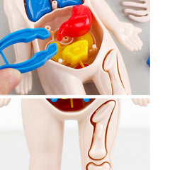 Montessori 3D Puzzle Human Body Anatomy Model Educational Learning Toy