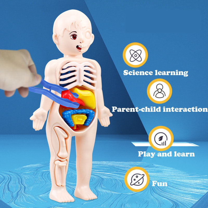 Montessori 3D Puzzle Human Body Anatomy Model Educational Learning Toy