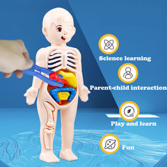 Montessori 3D Puzzle Human Body Anatomy Model Educational Learning Toy