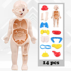 Montessori 3D Puzzle Human Body Anatomy Model Educational Learning Toy