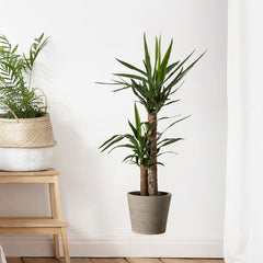 Green Plant Potted Stickers for Home Decor Self Adhesive Wall Decals