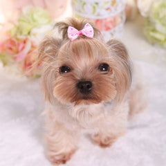 3pcs Stylish Pet Hair Clips for Small Dogs and Cats Set of Adorable Hair Bows