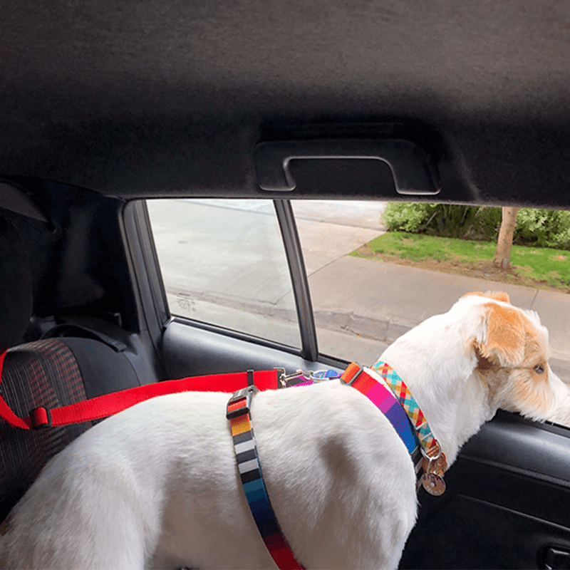 Pet Car Seat Belt and Leash for Safe Travel with Your Dog or Cat