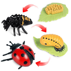 Preschool Plant & Animal Growth Model Set - Educational Toys