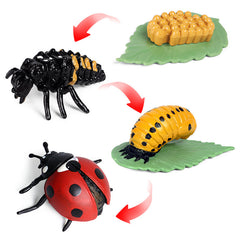 Preschool Plant & Animal Growth Model Set - Educational Toys