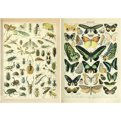 10pcs Large Insect Paper Retro Journal Decoration DIY Student Stationery