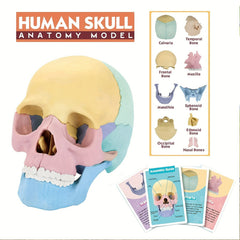 Didactic Colored Power Dental Human Medical Anatomical Adults Skull Model