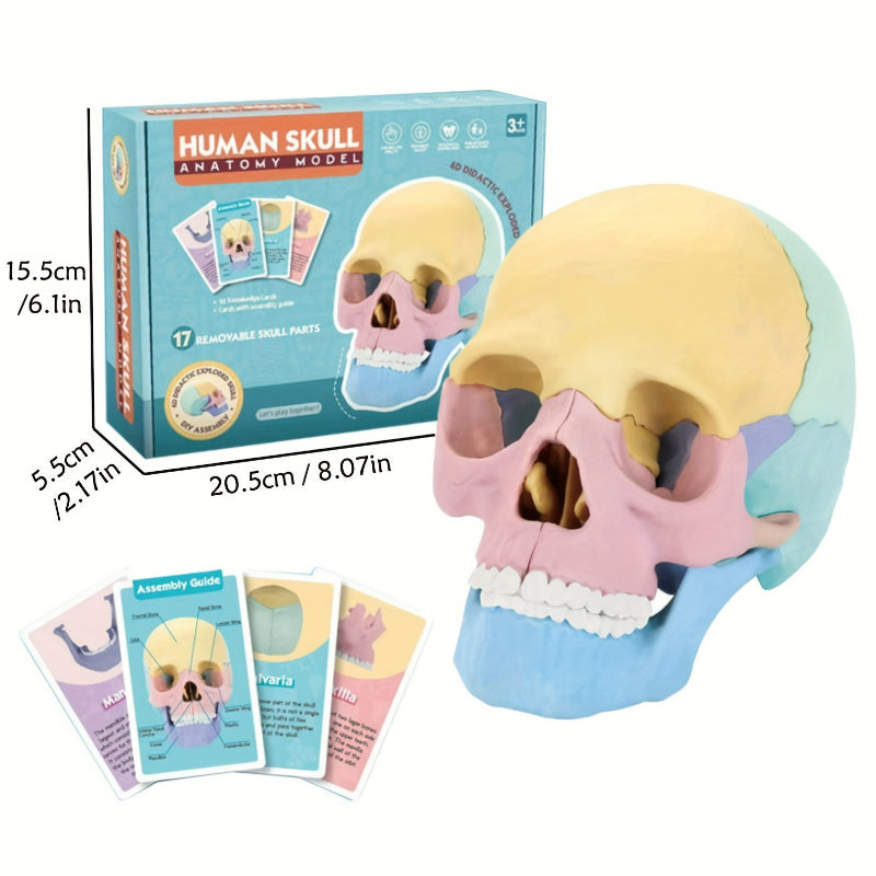 Didactic Colored Power Dental Human Medical Anatomical Adults Skull Model