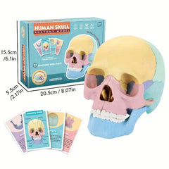 Didactic Colored Power Dental Human Medical Anatomical Adults Skull Model