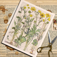 20pcs Large Size Wildflowers Paper Retro Insect Journal Background DIY Gift