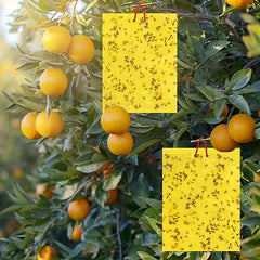 50pcs Sticky Insect Board for Indoor and Outdoor Greenhouses