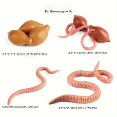 Mini Earthworm Growth Cycle Model - Teaching Toy & Gift for Ages 14+