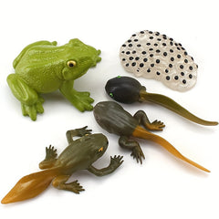 5pcs Mini Animal Frog Growth Cycle Set Teaching Toy Ornament