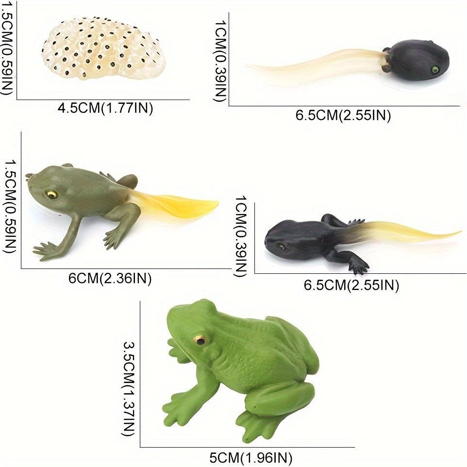 5pcs Mini Animal Frog Growth Cycle Set Teaching Toy Ornament
