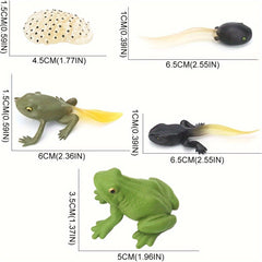 5pcs Mini Animal Frog Growth Cycle Set Teaching Toy Ornament