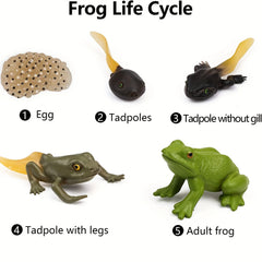 5pcs Mini Animal Frog Growth Cycle Set Teaching Toy Ornament