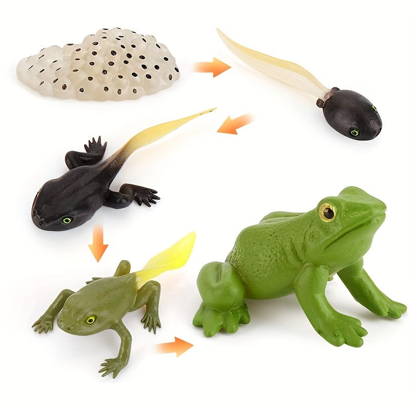 5pcs Mini Animal Frog Growth Cycle Set Teaching Toy Ornament