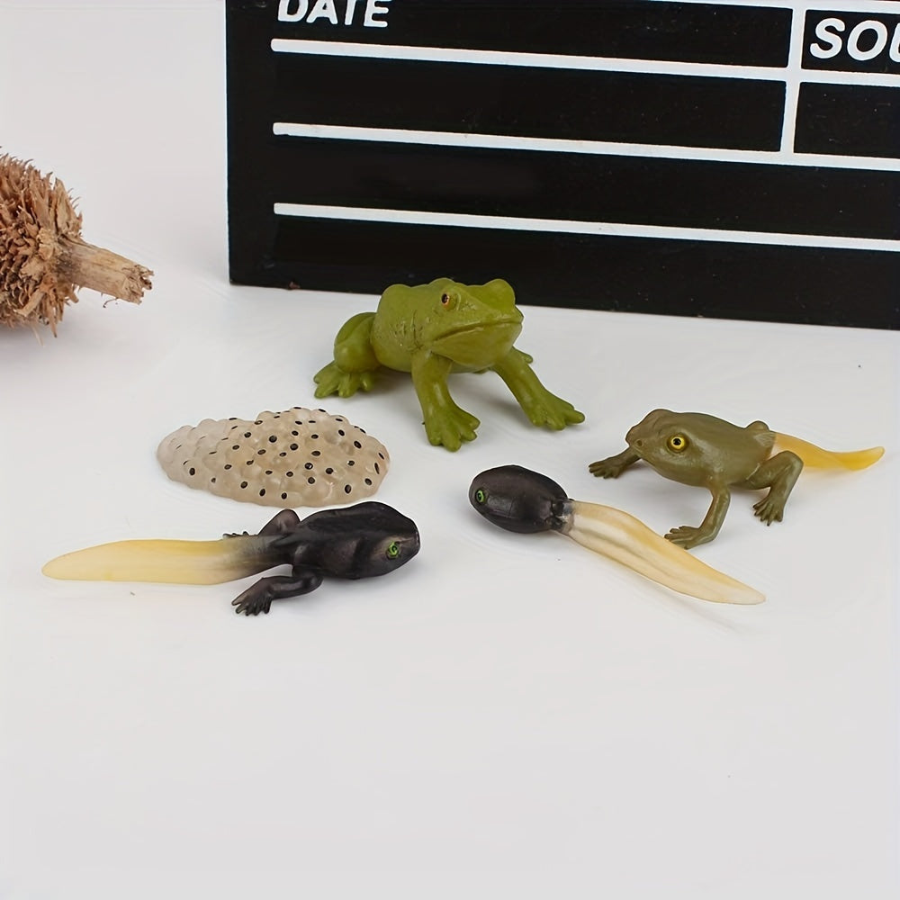 5pcs Mini Animal Frog Growth Cycle Set Teaching Toy Ornament