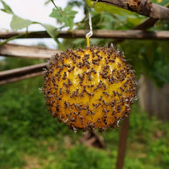 Fruit Shaped Sticky Fly Trap for Garden Mosquitoes, Insects & Flies