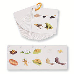 Educational Animal & Plant Life Cycle Deck - Kids Learning