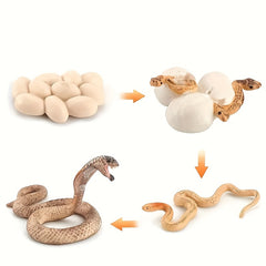 Snake Growth Cycle Sensory Toy with Habitat