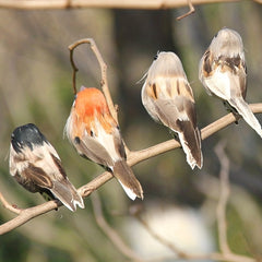 Artificial Sparrow Simulation Birds Garden Decoration