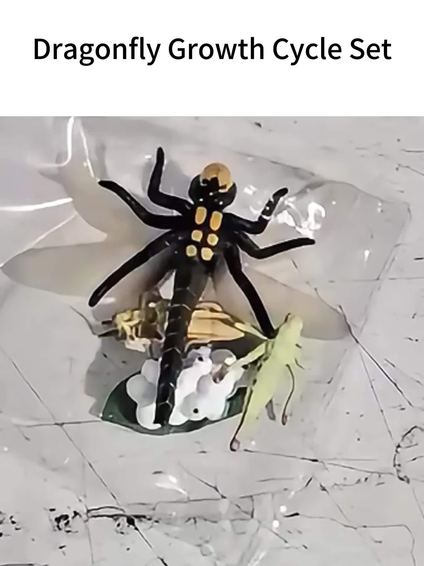 Simulated Insects Dragonflies Growth Cycle Full Set of Models