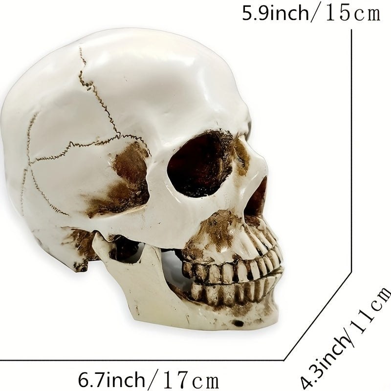 1pc Resin Skull Model Collectible Halloween Ornaments Skull Head