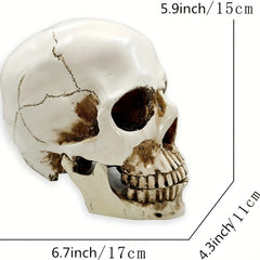 1pc Resin Skull Model Collectible Halloween Ornaments Skull Head