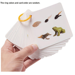 Educational Animal & Plant Life Cycle Deck - Kids Learning