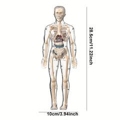 Transparent Plastic Medical Skeleton Model Kit with Removable Organs