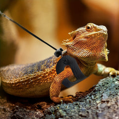 Adjustable Leather Lizard Reptiles Harness Leash Set