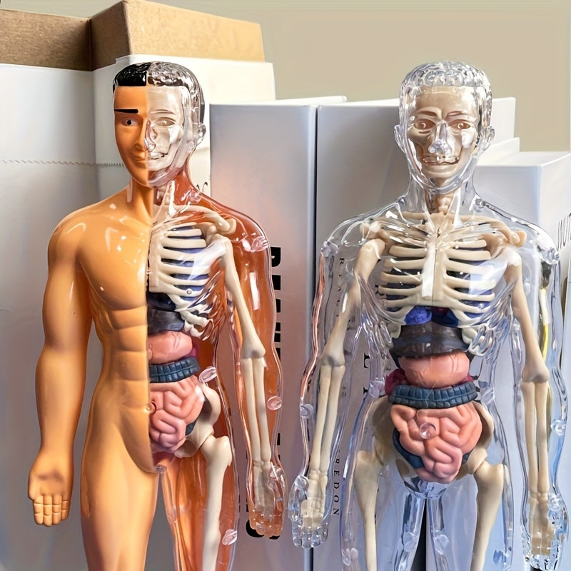 30pcs Human Anatomy Model Set Educational Science Tool Detachable Skeletons